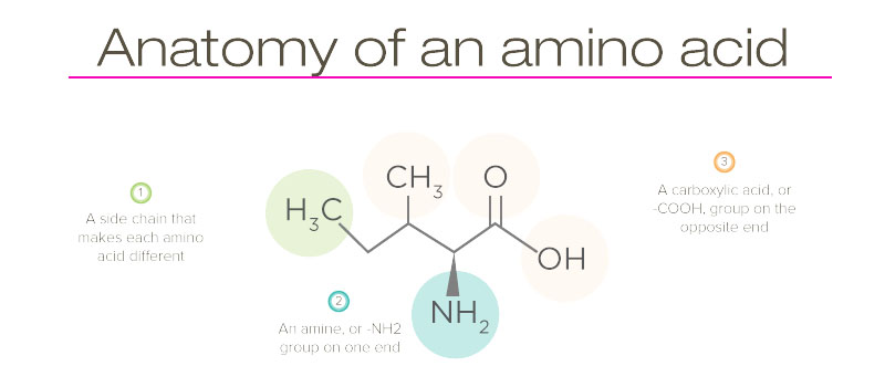 Are Amino Acids Really Acids? 1 anatomyofanamino