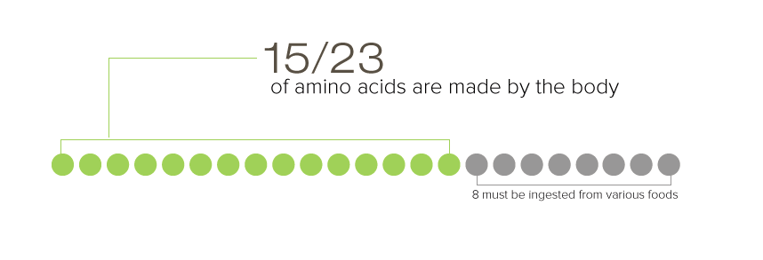 Why Amino Acids are Better for Your Skin Than Protein 2 amino acids made by the body