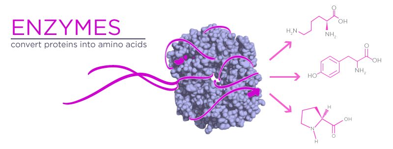 Proline, L-Proline (Amino Acid): What Proline Does in Skin Care 1 Convert proteins to amino acids