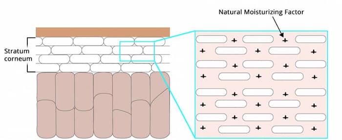 What role do amino acids play in hydrating the skin? 1 amino acids MNF